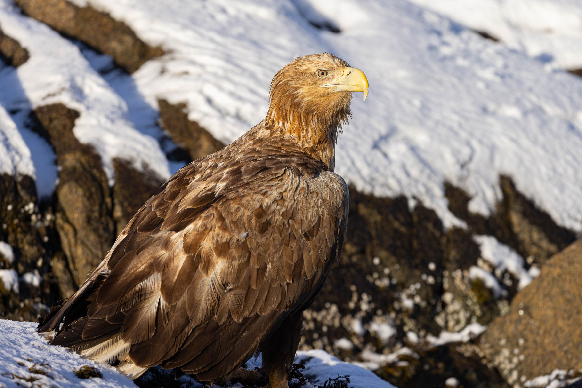See-Eagle-Tour, Svolvaer, Lofoten, Norwegen