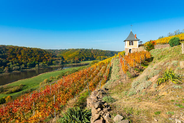 Weinberg im sonnigen Herbst mit bunt gefärbten Blättern und ei