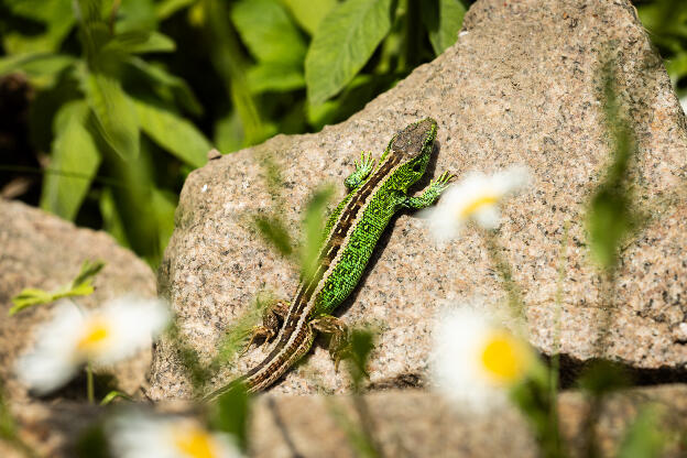 Zauneidechse im Garten