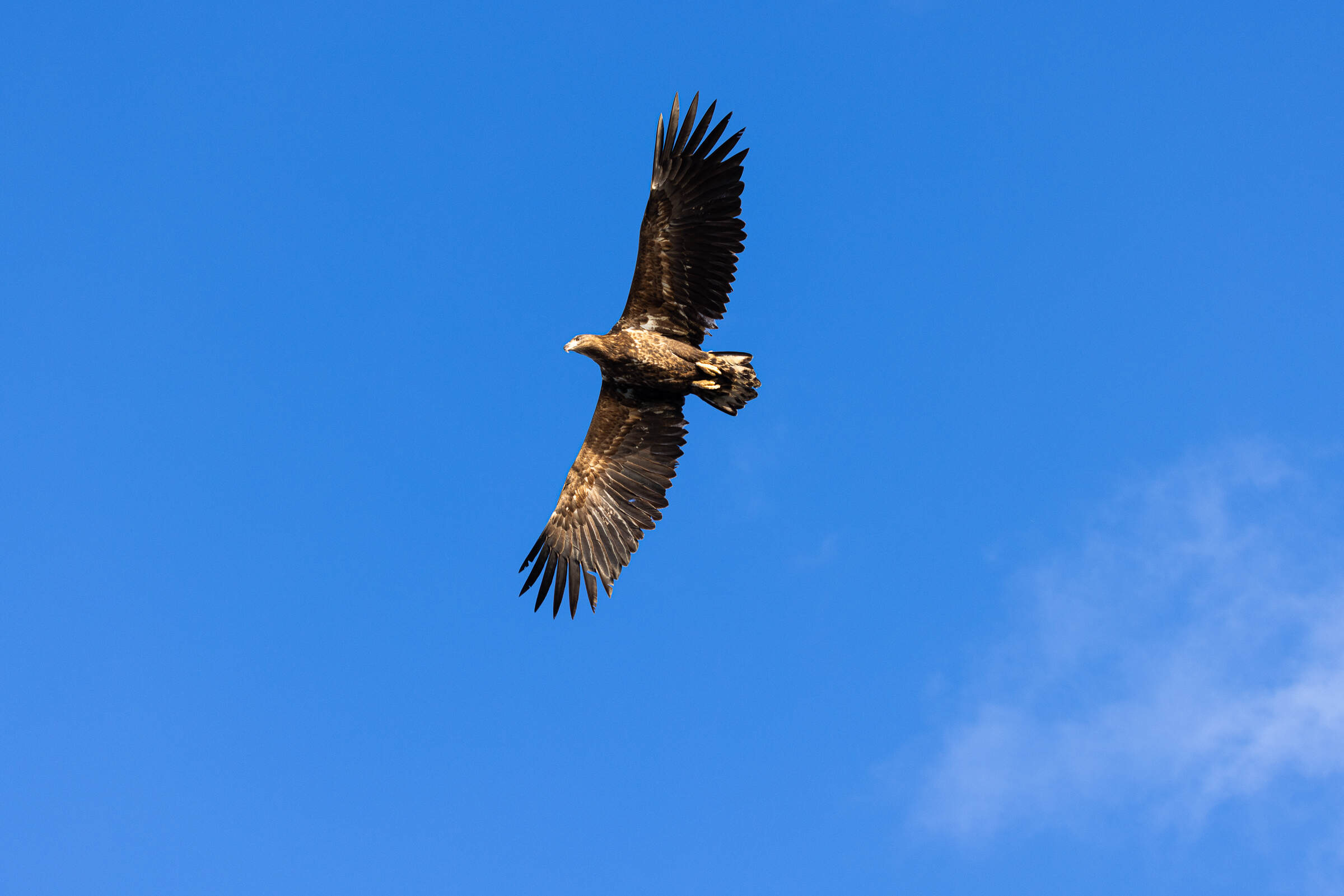 See-Eagle-Tour, Svolvaer, Lofoten, Norwegen