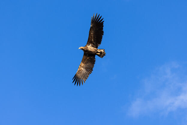 See-Eagle-Tour, Svolvaer, Lofoten, Norwegen