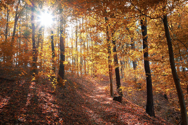 Herbstbilder
