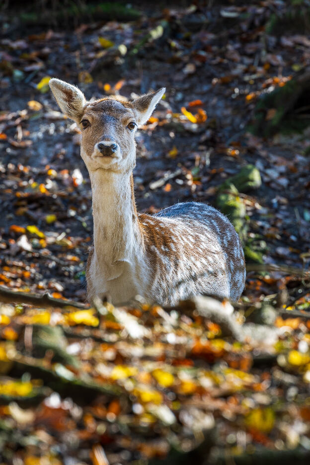 Junges Reh im herbstlichen Wald
