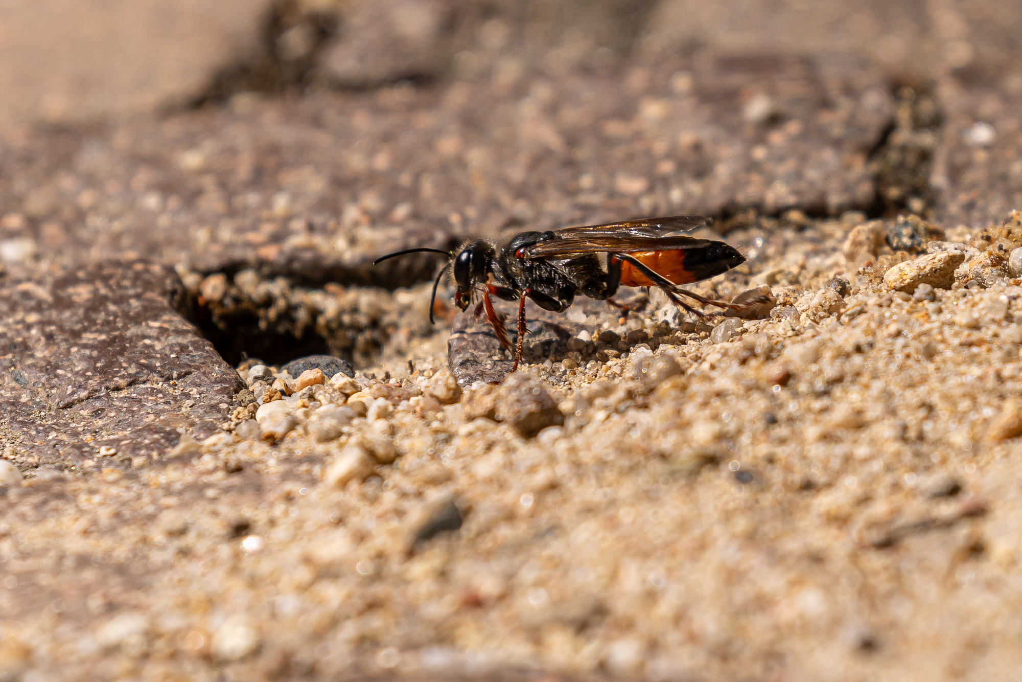 Heuschreckensandwespe (Sphex funerarius)