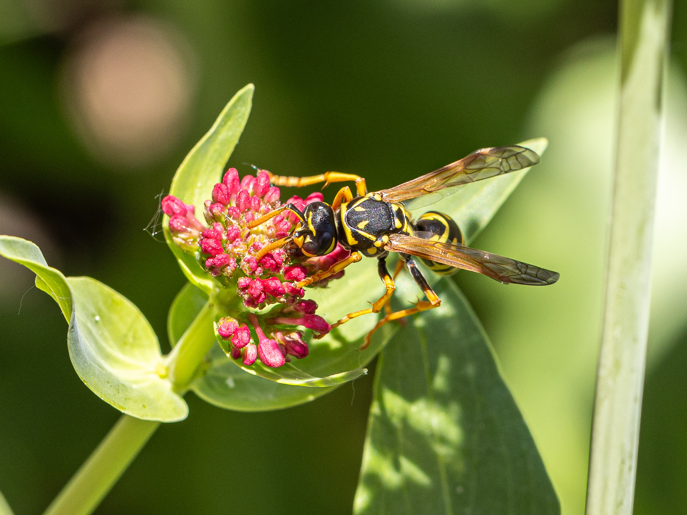 Wespe auf Futtersuche