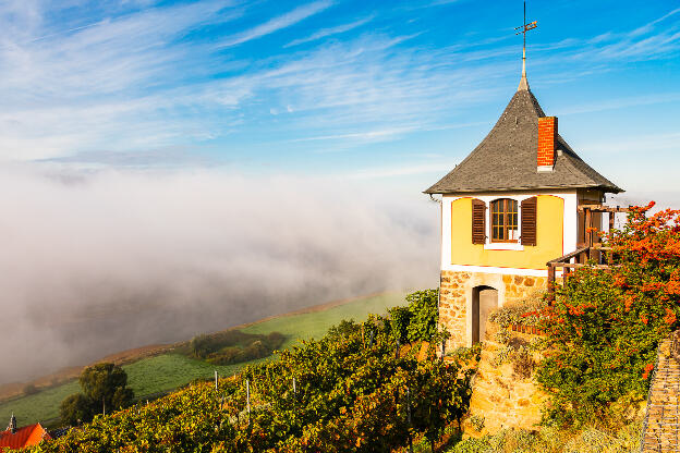 Schwalbennest Weinberg Meißen