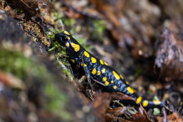 Feuersalamander im Wald bei Regen