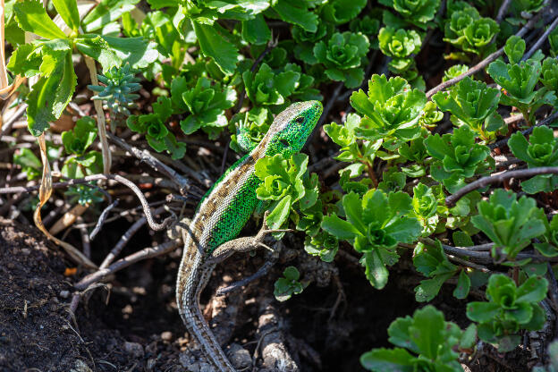 Zauneidechse im Garten