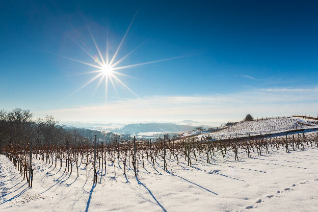 Weinberg im Winter mit Schnee in Sachsen, Deutschland