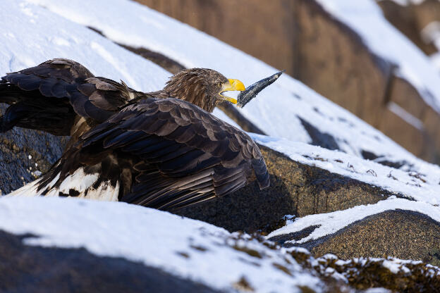 See-Eagle-Tour, Svolvaer, Lofoten, Norwegen