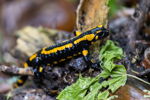 Feuersalamander im Wald bei Regen