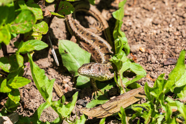 Zauneidechsen im Garten, Close up