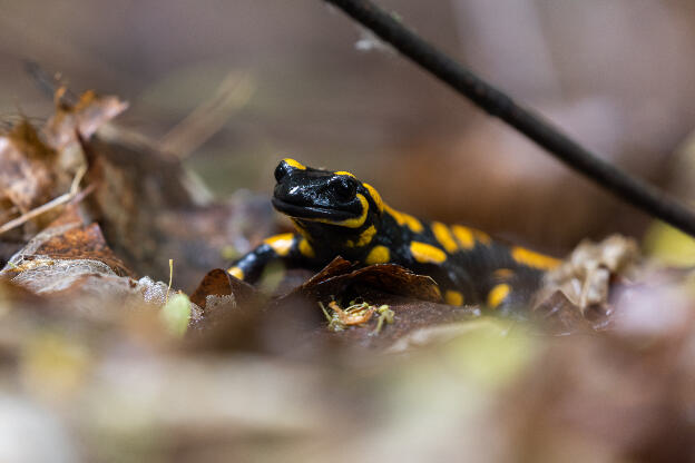 Feuersalamander im Wald bei Regen