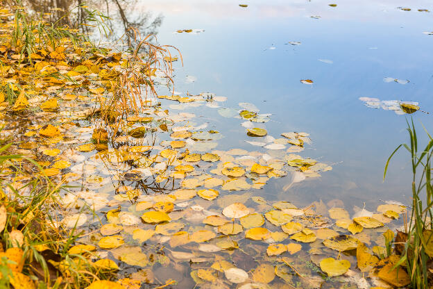 Herbststimmung Blätter auf Wasseroberflächte 