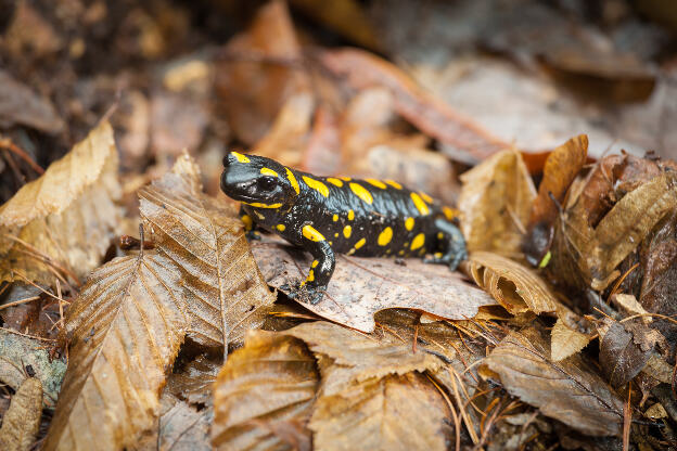 Feuersalamander im Wald