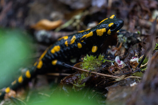 Feuersalamander im Wald bei Regen