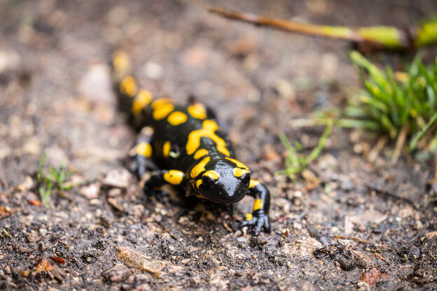 Feuersalamander im Wald bei Regen