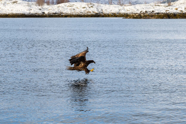 See-Eagle-Tour, Svolvaer, Lofoten, Norwegen