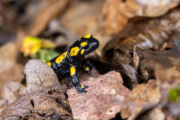 Feuersalamander im Wald bei Regen