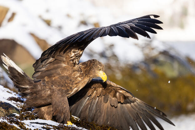 See-Eagle-Tour, Svolvaer, Lofoten, Norwegen