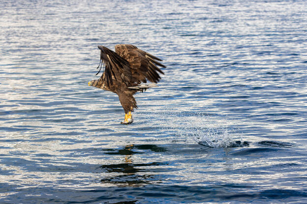 See-Eagle-Tour, Svolvaer, Lofoten, Norwegen