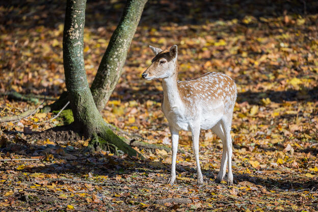 Junges Reh im herbstlichen Wald