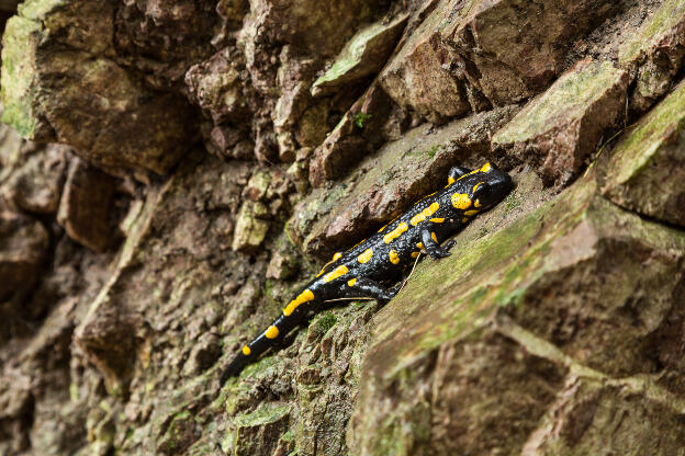 Feuersalamander in freier Natur auf Felsgestein