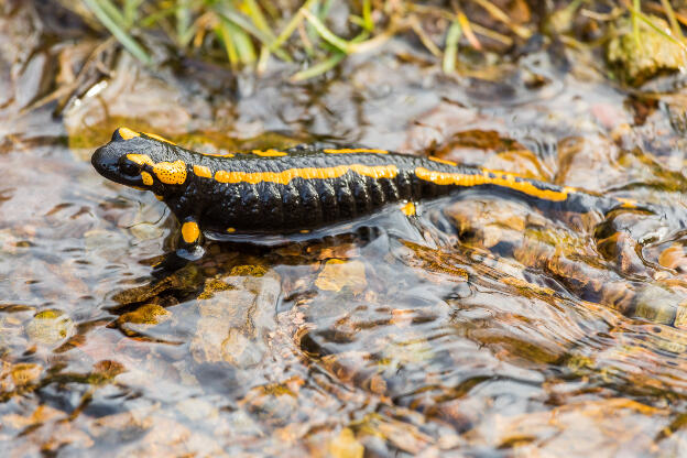 Feuersalamander im Wasser