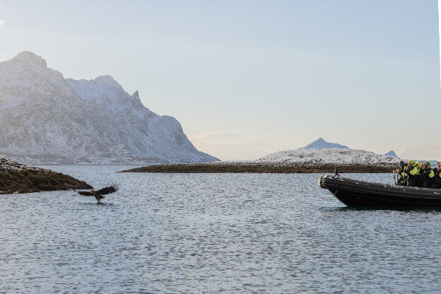 See-Eagle-Tour, Svolvaer, Lofoten, Norwegen