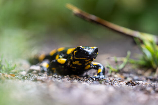 Feuersalamander im Wald bei Regen