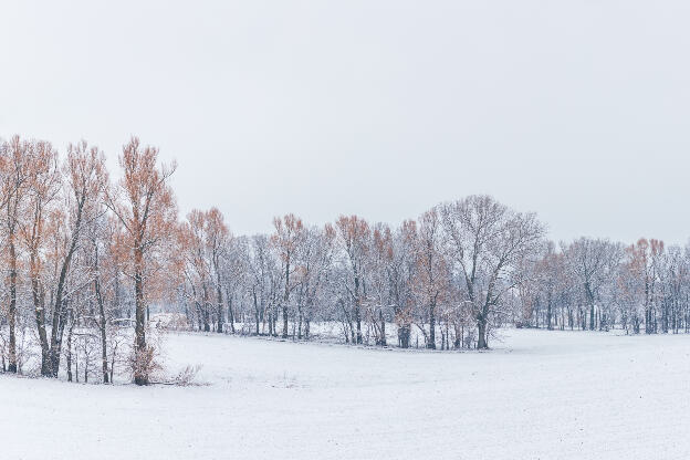 winterlandschaft mit schnee