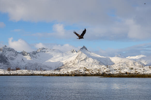 See-Eagle-Tour, Svolvaer, Lofoten, Norwegen