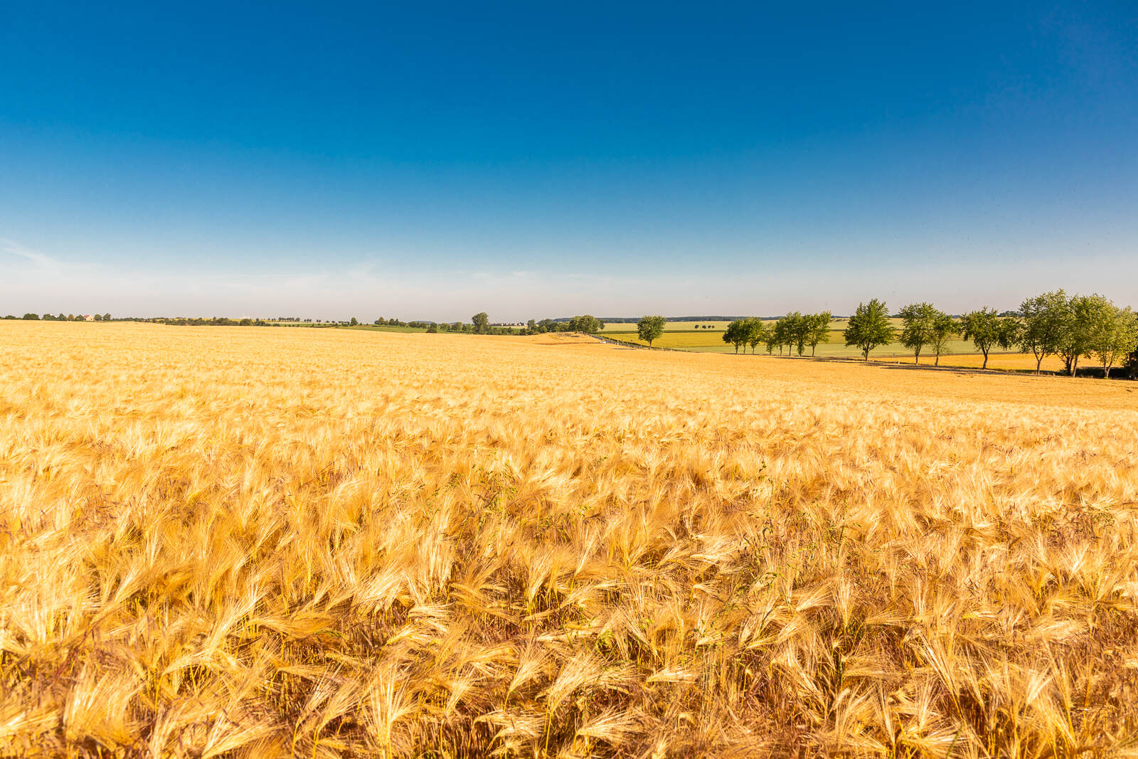 Sommerlandschaft