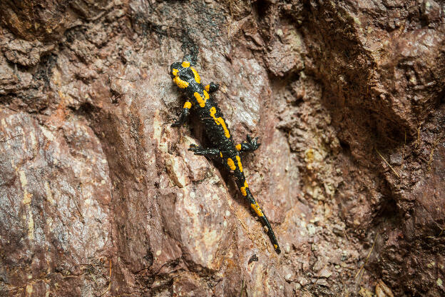 Feuersalamander in freier Natur auf Felsgestein