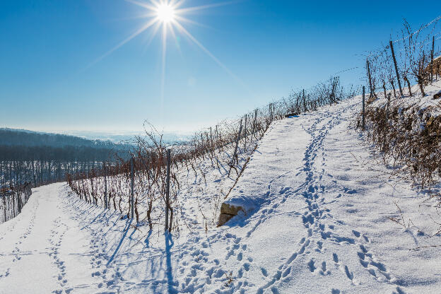 Weinberg im Winter mit Schnee in Sachsen, Deutschland