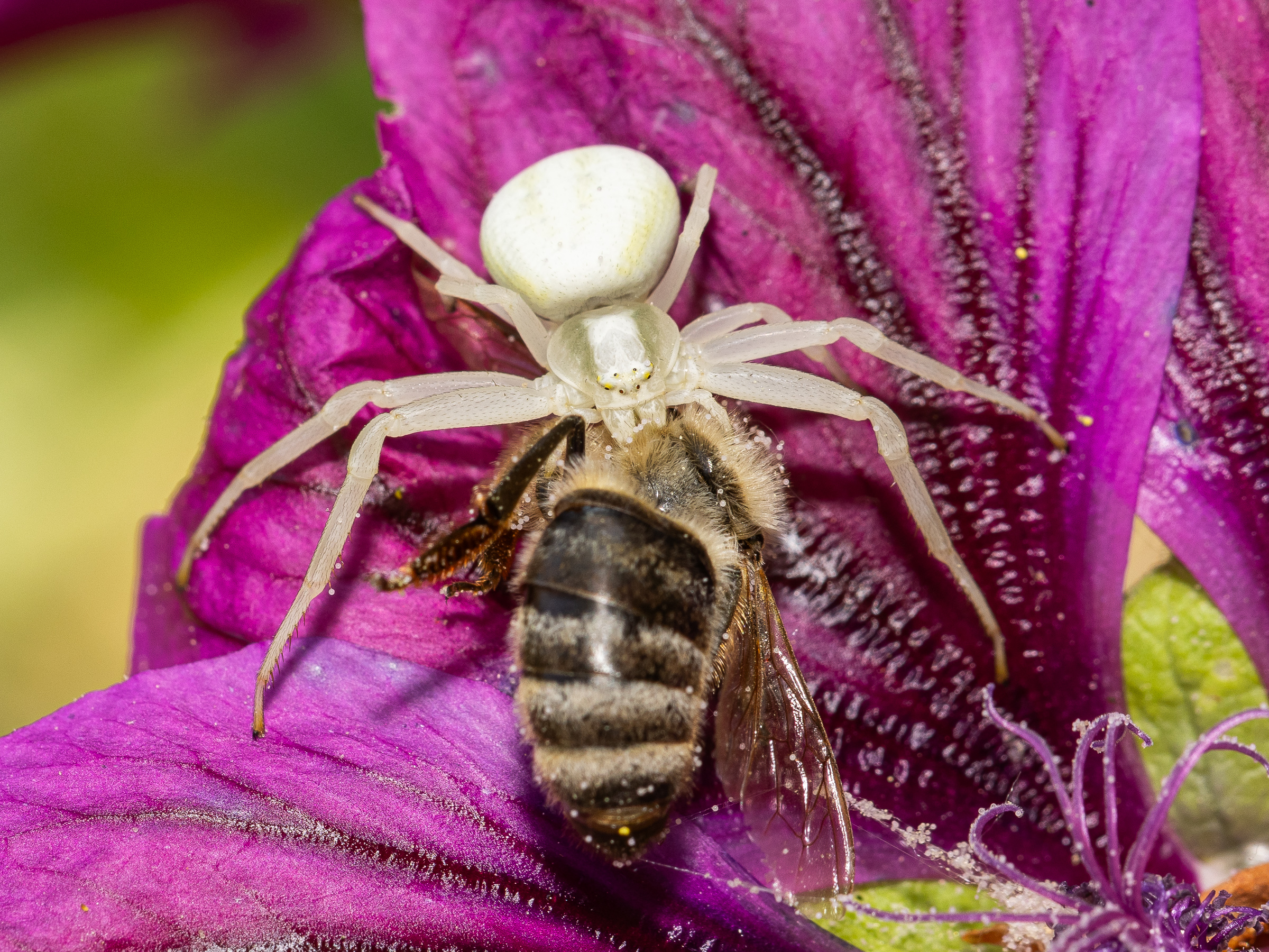Krabbenspinne in einer Malveblüte mit Biene als Jagdopfer