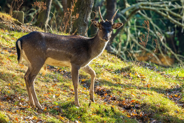 Junger Rehbock im herbstlichen Wald
