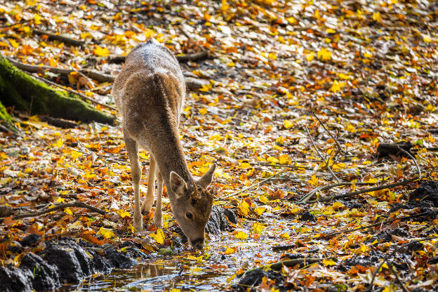 Junger Rehbock im herbstlichen Wald
