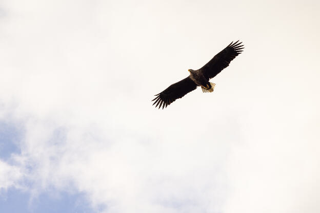 See-Eagle-Tour, Svolvaer, Lofoten, Norwegen
